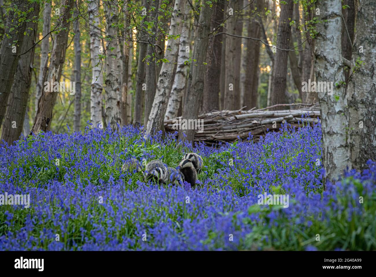 Badgers playing early evening in English bluebell (Hyacinthoides) woodland Stock Photo