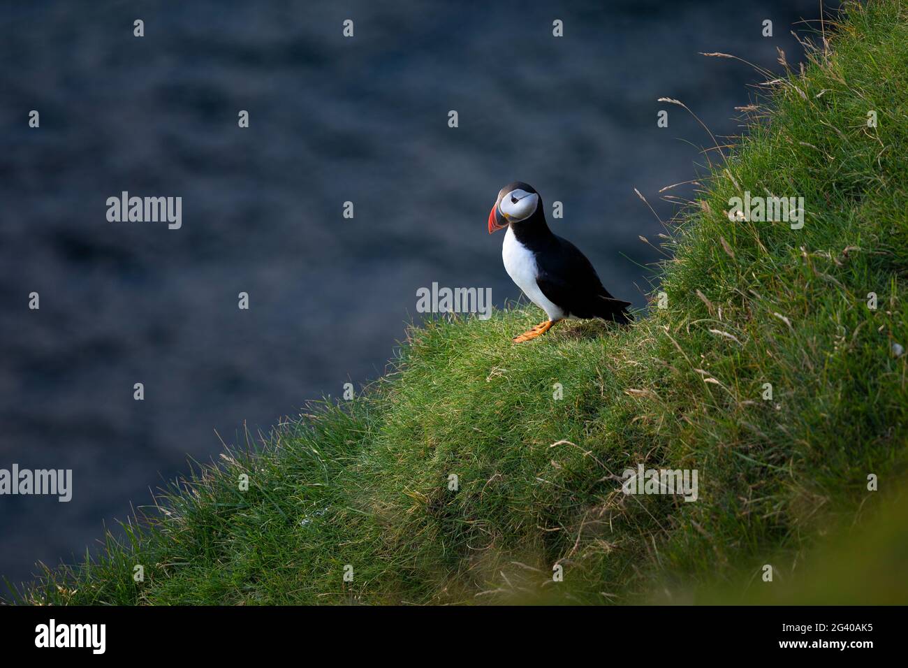 Puffin on cliff, Faroe Islands Stock Photo
