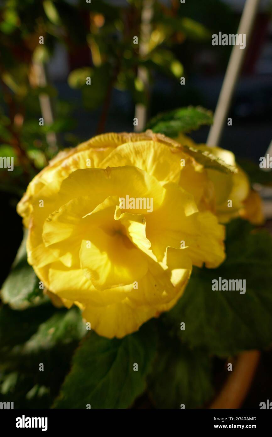 Yellow begonia Stock Photo