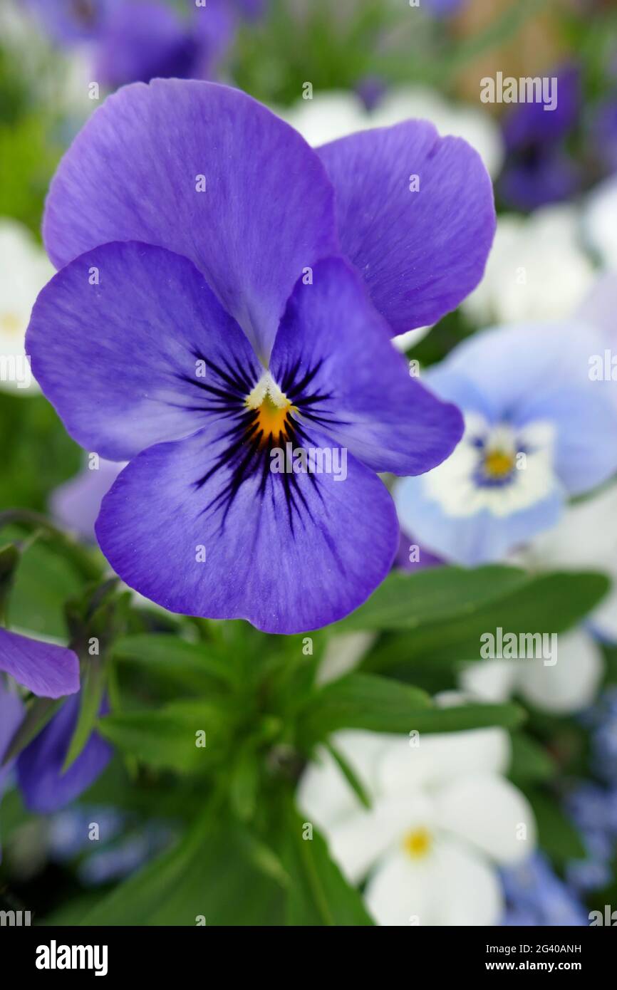 Horned violet flower Viola cornuta Stock Photo