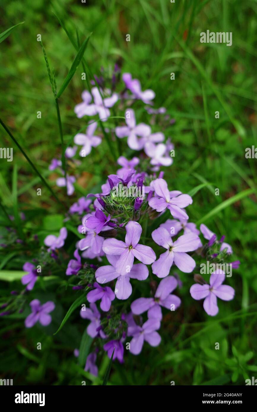 Erysimum cheiri Stock Photo