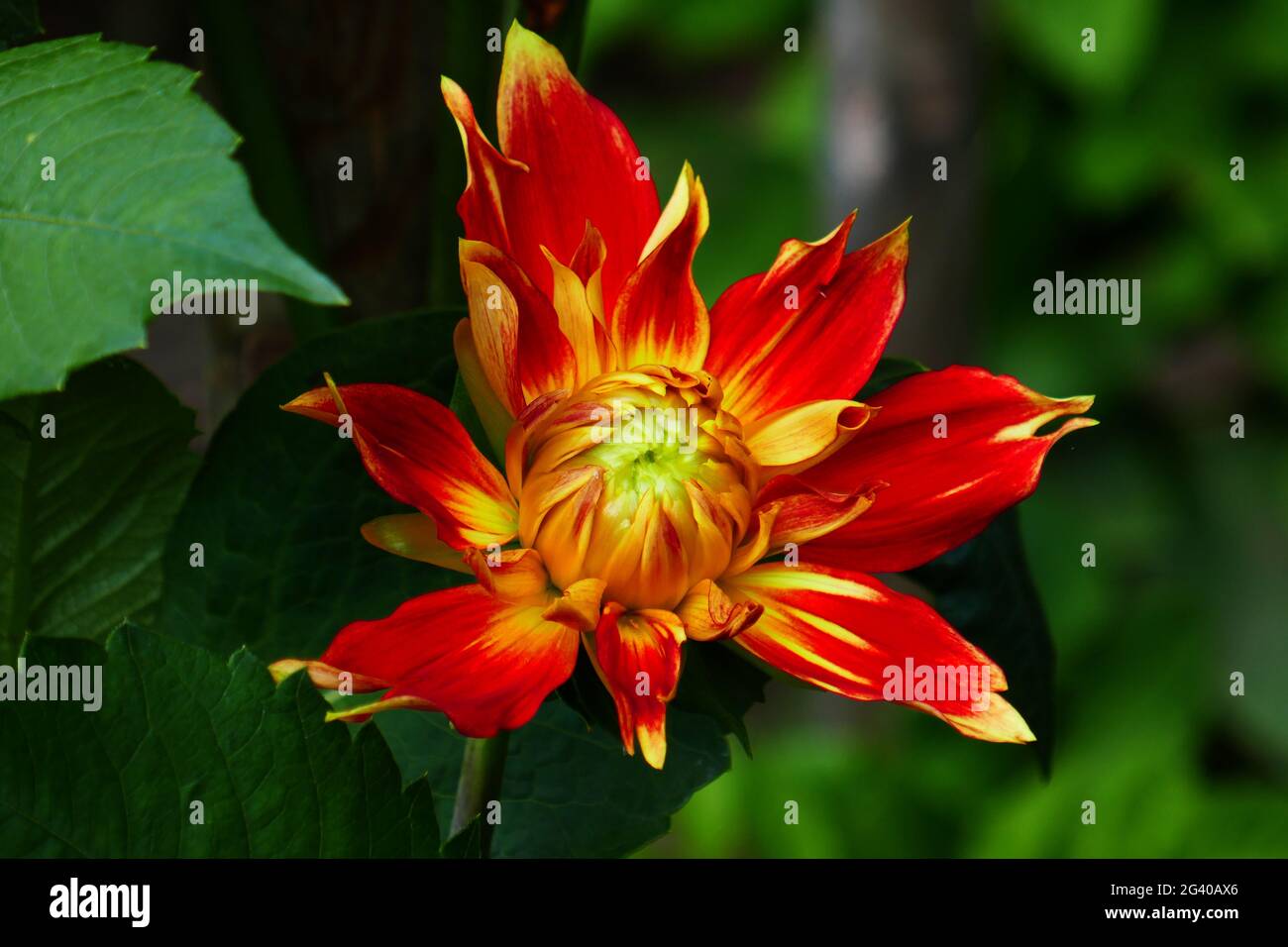 Water lily dahlia, Liesma Stock Photo Alamy