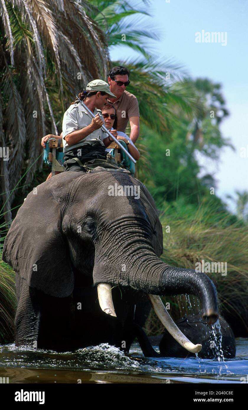 BOTSWANA. OKAVANGO DELTA, ABU CAMP, CROSSING THE SWAMP ON ELEPHANT BACK SAFARI. RANDALL MOORE AT THE HEAD OF ABU, WAS THE TIME, THE LEADER OF THE ELEP Stock Photo