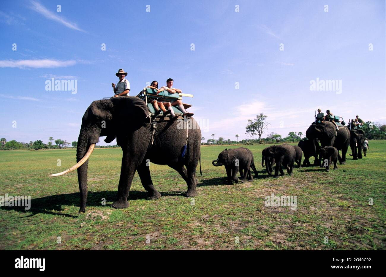 BOTSWANA. OKAVANGO DELTA, ABU CAMP, CROSSING THE SWAMP ON ELEPHANT BACK SAFARI. RANDALL MOORE AT THE HEAD OF ABU, WAS THE TIME, THE LEADER OF THE ELEP Stock Photo