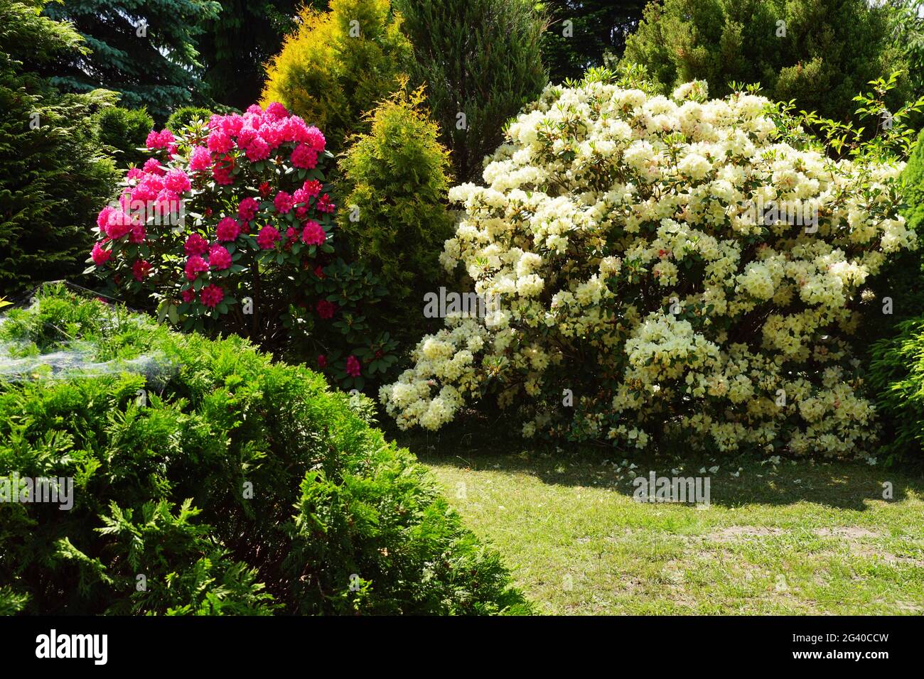 Hughe Rhododendron Huge bell shaped flowers hi-res stock photography and images - Alamy