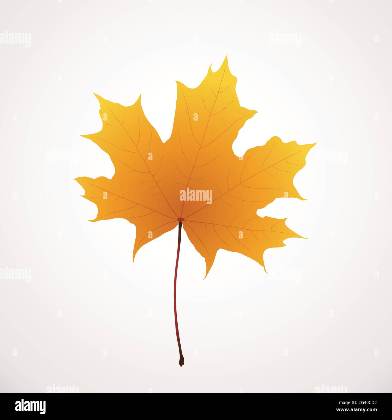 realistic golden color maple leaf on white Stock Vector Image & Art - Alamy