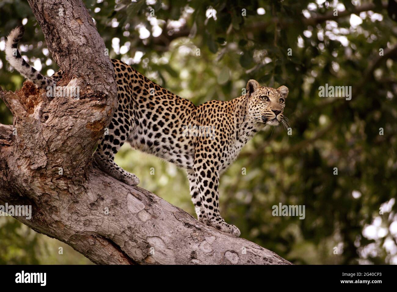BOTSWANA, OKAVANGO DELTA. LEOPARD ON A TREE Stock Photo - Alamy