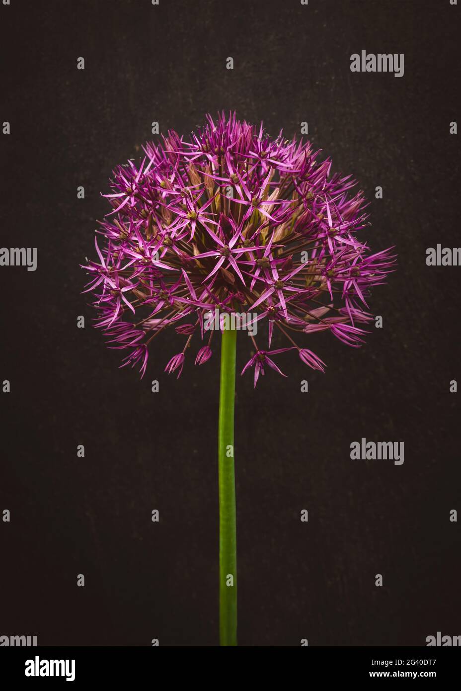 Artistic image of an purple Allium flower cultivated garlic,  with a textured background,  graphic resources such as posters and backdrops, copy space Stock Photo