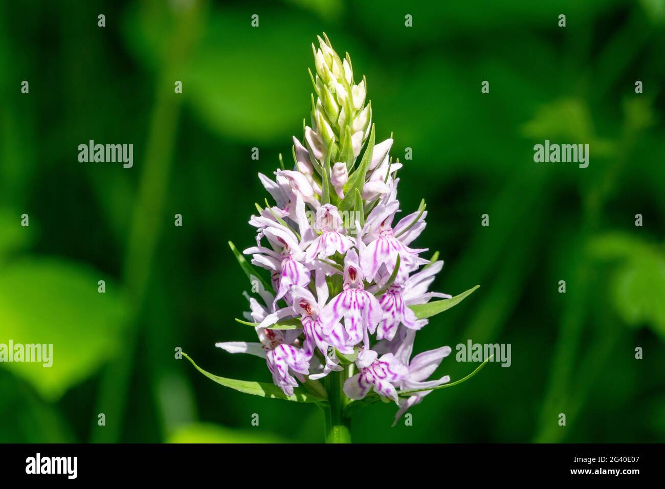 Single stem of a common spotted orchid against a soft focus green background Stock Photo