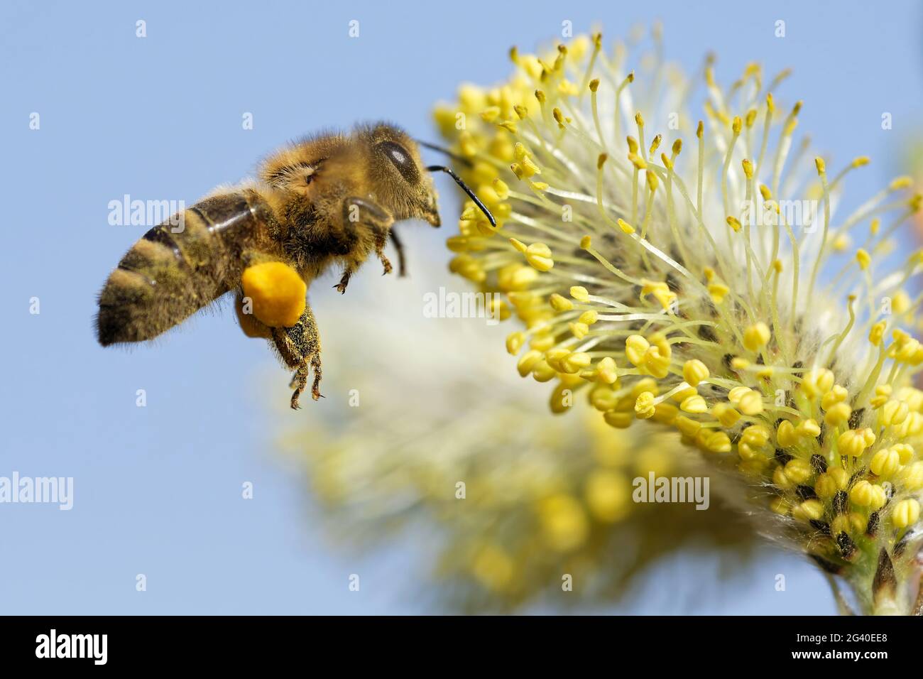 Bee collecting nectar on willow catkin Stock Photo