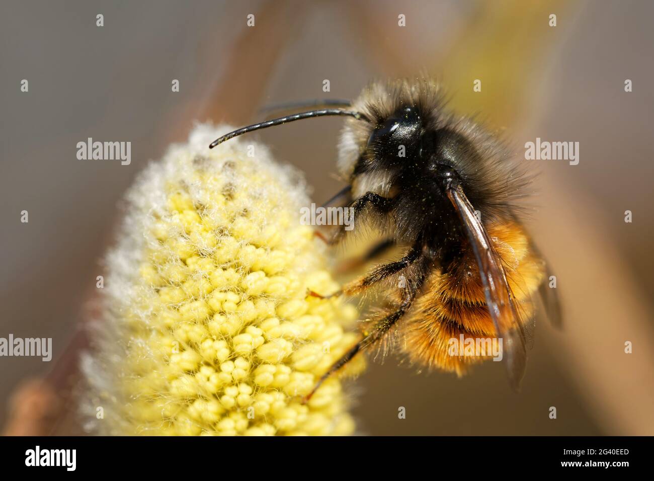 Horned mason bee on willow catkin Stock Photo