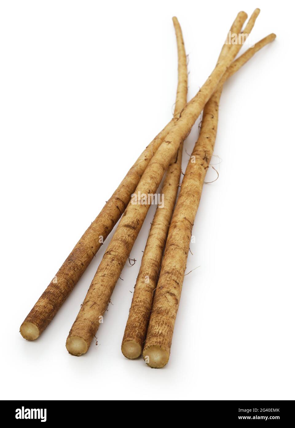 Japanese edible greater burdock root, dietary fiber food Stock Photo