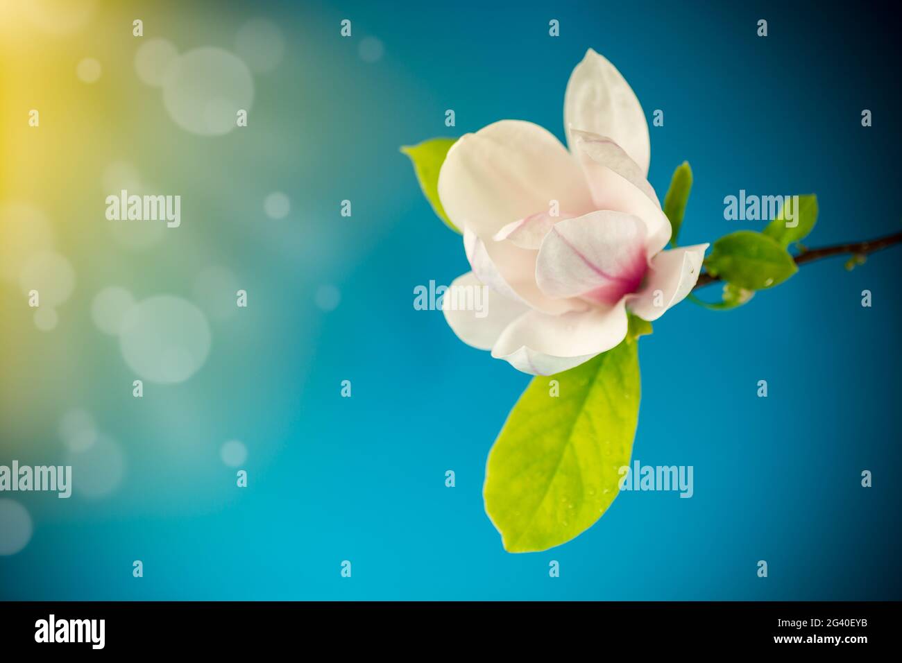 one pink flower on a branch of blooming magnolia close up isolated on ...