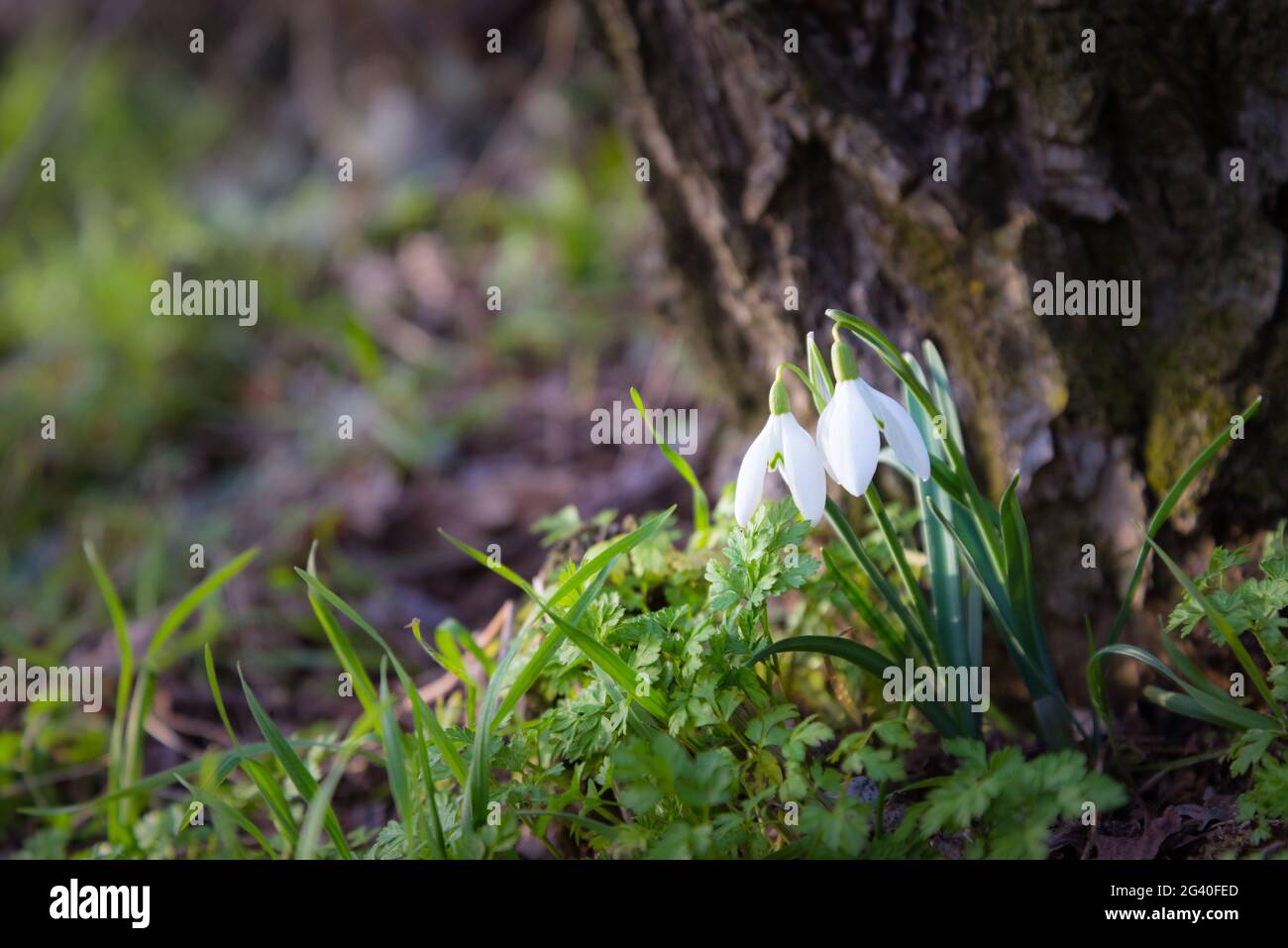 Sowdrop at the bottom of a tree trunk in spring Stock Photo