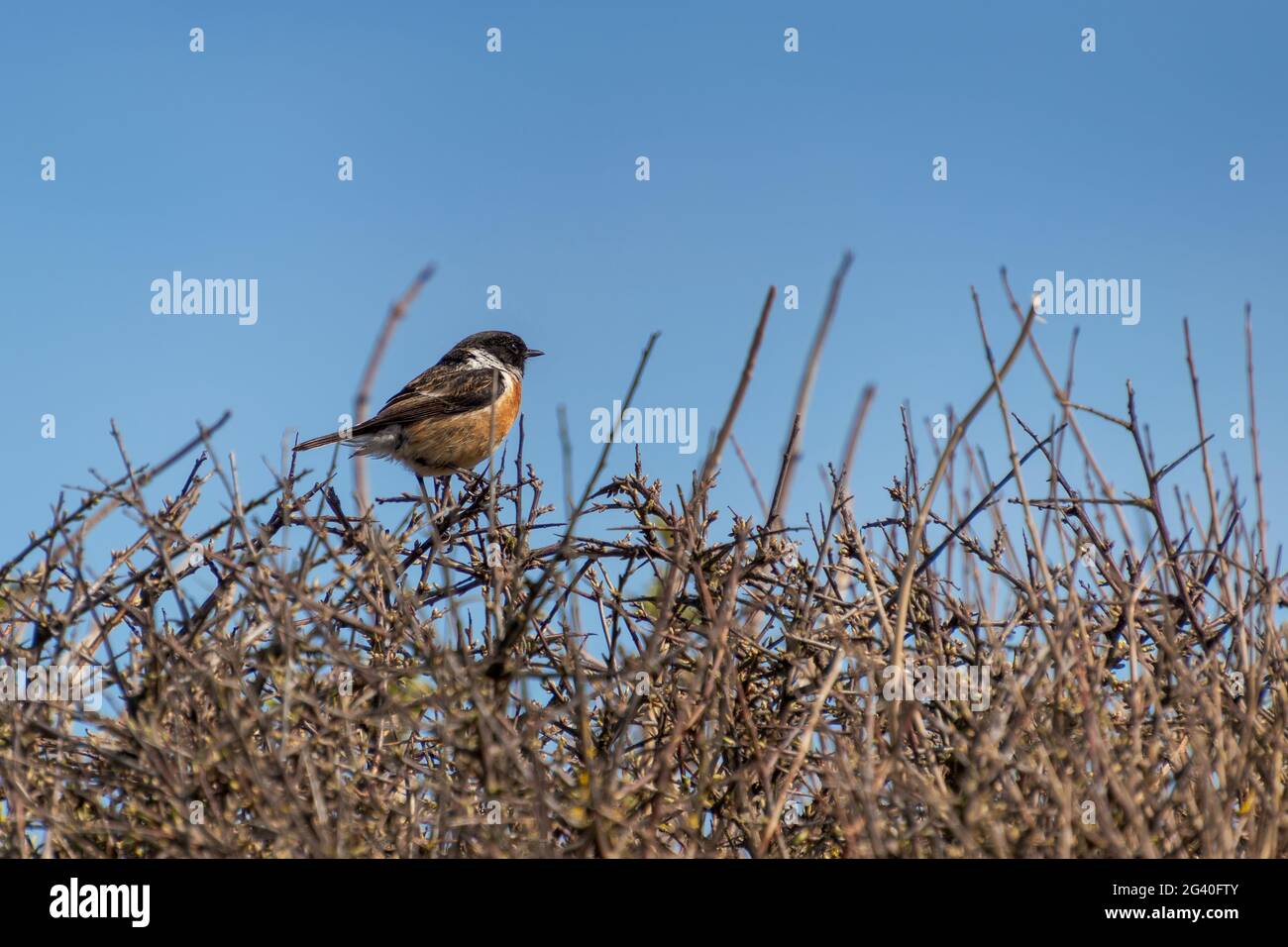 Common Stonechat (Saxicola rubicola) perched in a hedge at Hope Gap near Seaford Stock Photo