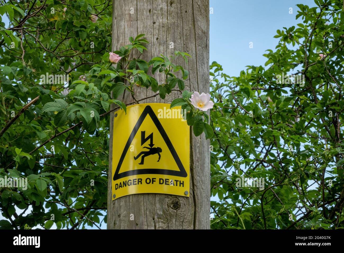 Danger of Death sign in yellow and black on a wooden telegraph pole Stock Photo