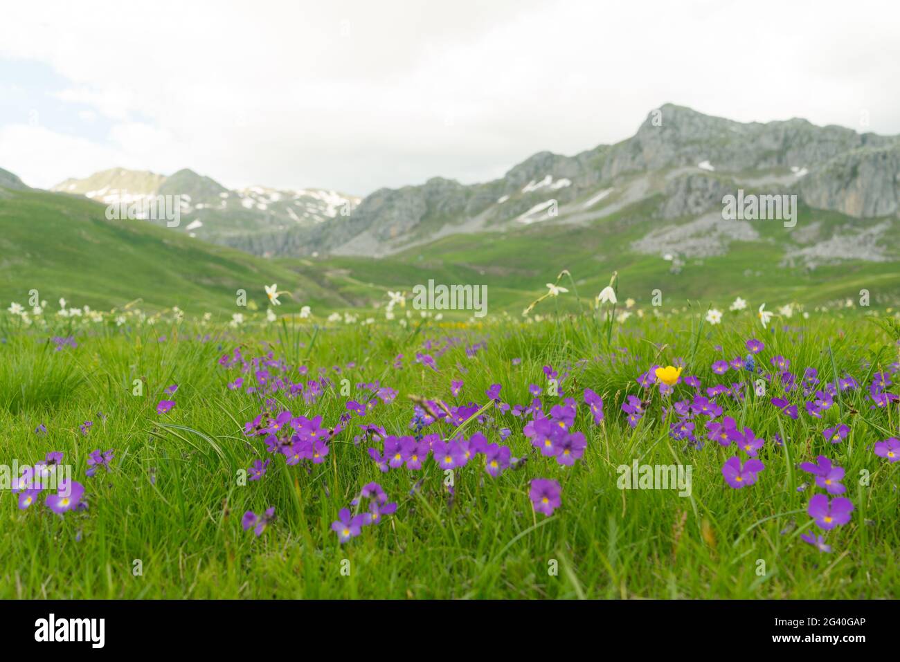 green meadow in Lukavica Plateau in the spring, Montenegro Stock Photo