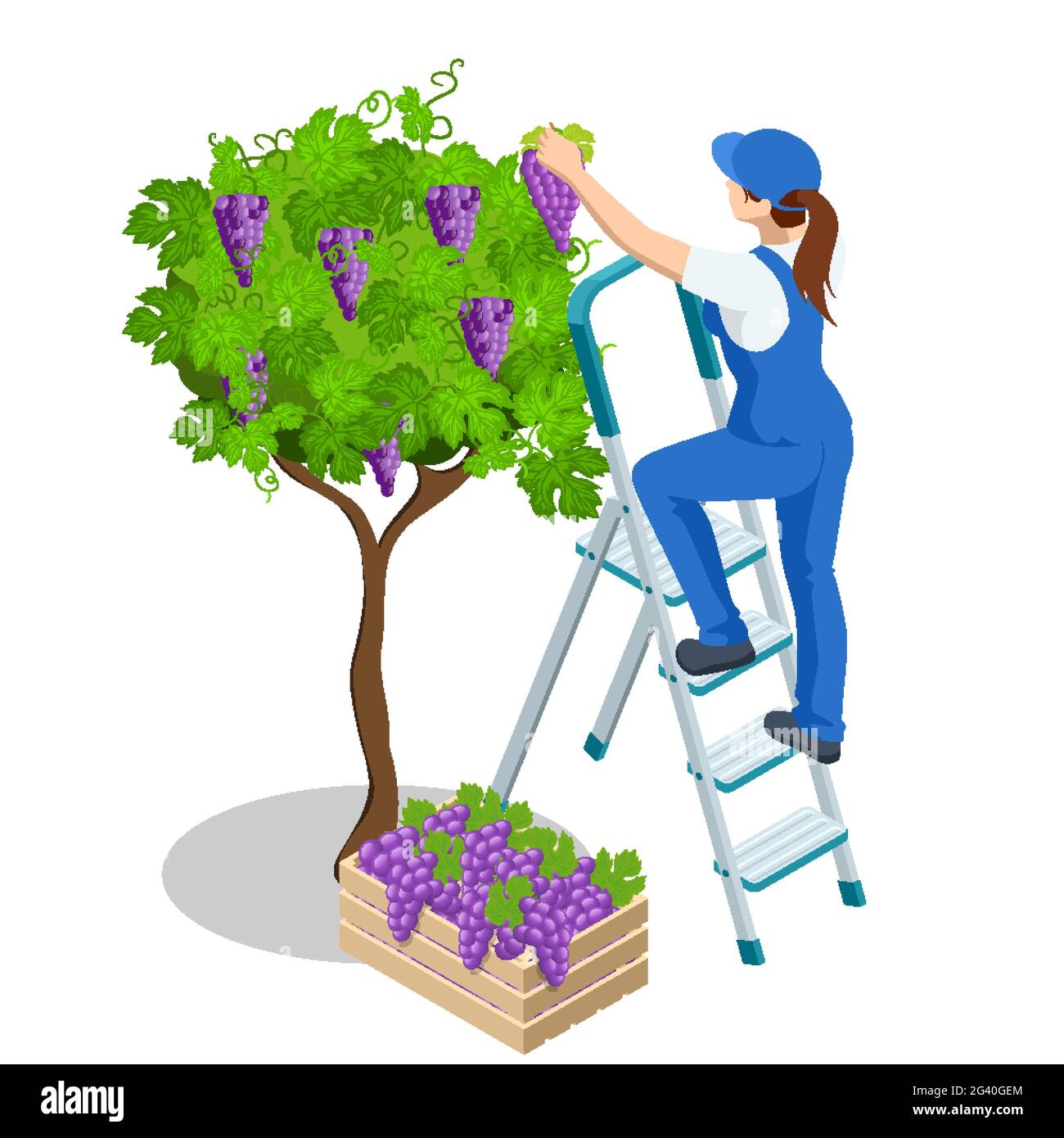 Agricultural work. Isometric woman in September to harvest vineyards , collects the selected grape bunches. Farming activity of farmer. Work in the Stock Vector