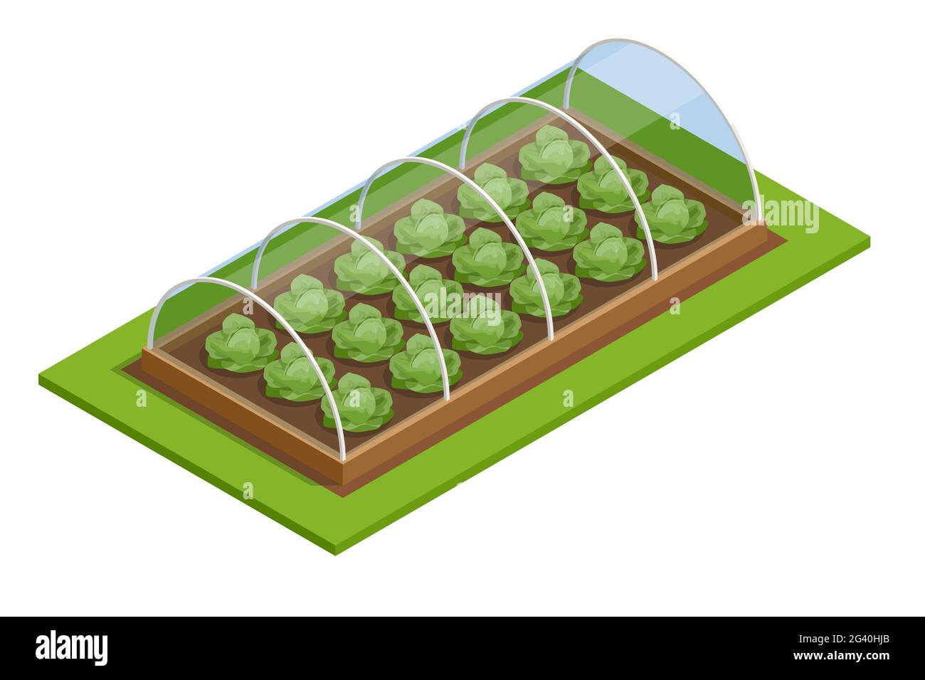 Isometric Greenhouse isolated on white. Growing seedlings in glasshouse. Plants crop in greenhouse Stock Vector