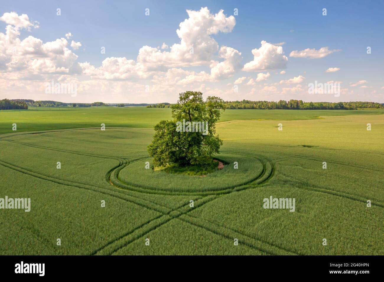 view from above on lonely tree with shadow in a green field and sky ...