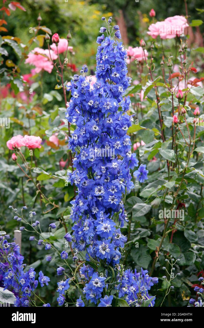 Beautiful blue Delphiniums on display at Butchart Gardens Stock Photo