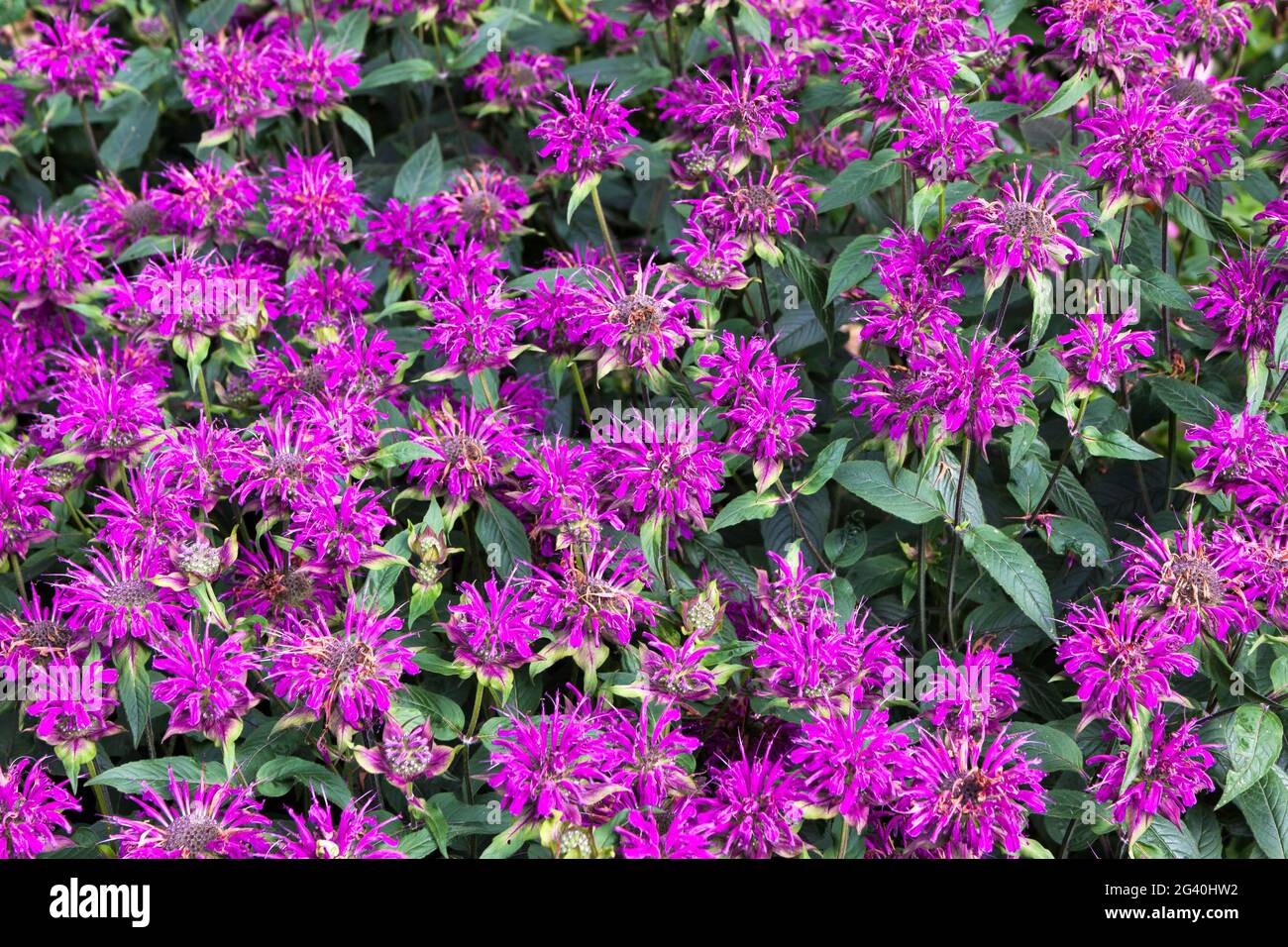 Flowers on display in Alnwick Castle gardens Stock Photo