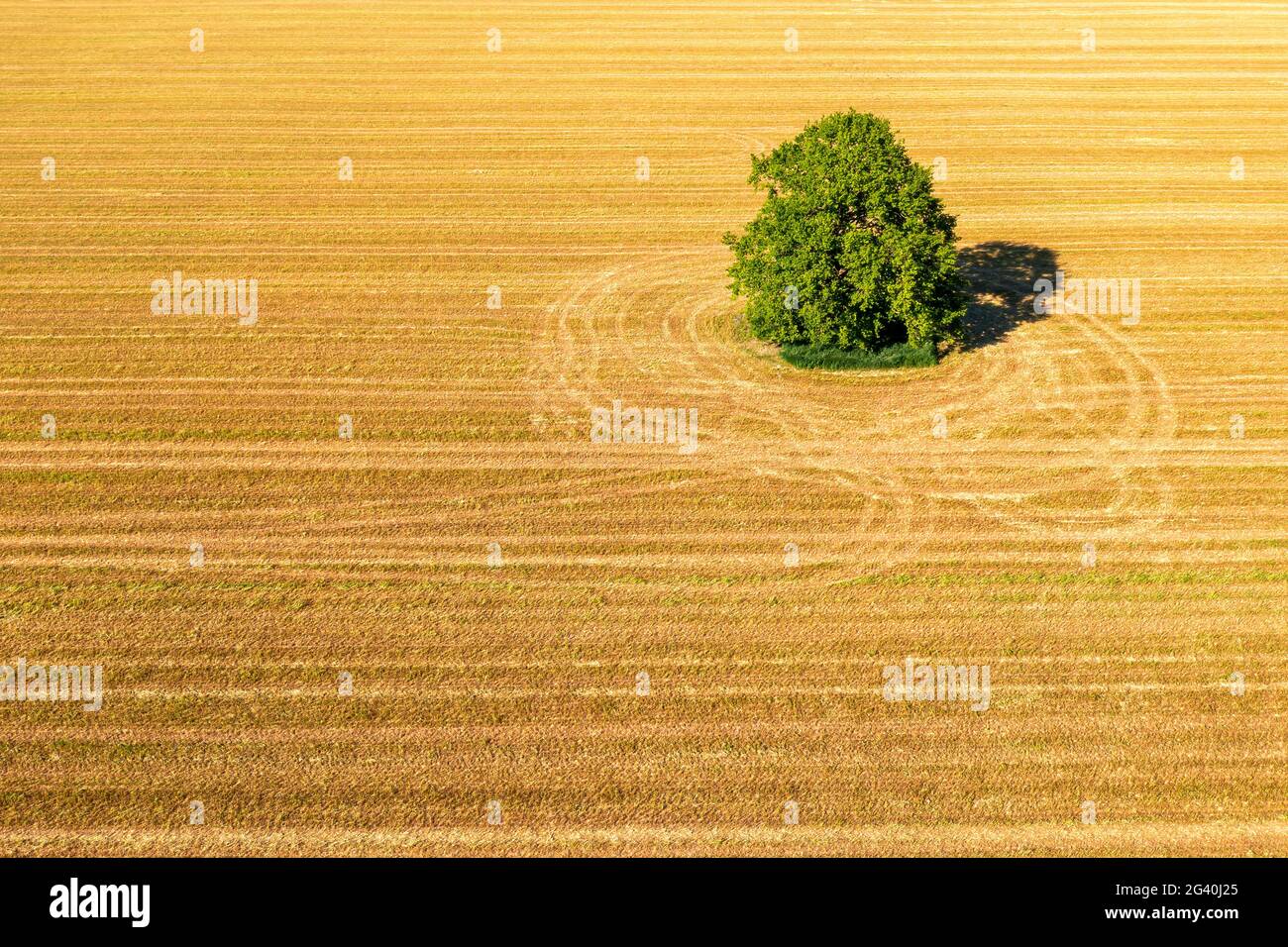 aerial landscape with a lonely tree mowed cereal in the field of sunny ...