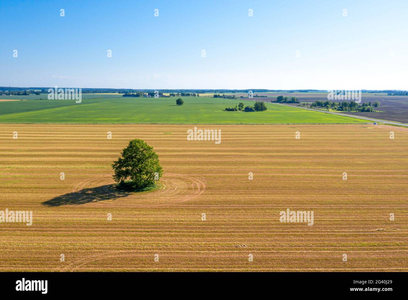 aerial landscape with a lonely tree mowed cereal in the field of sunny ...