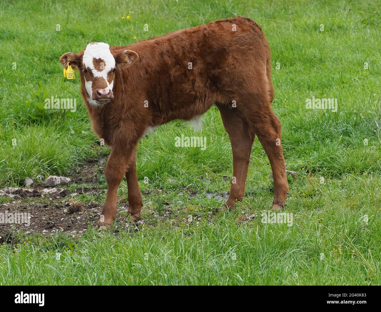 Standing with her calf in high grass hi-res stock photography and ...