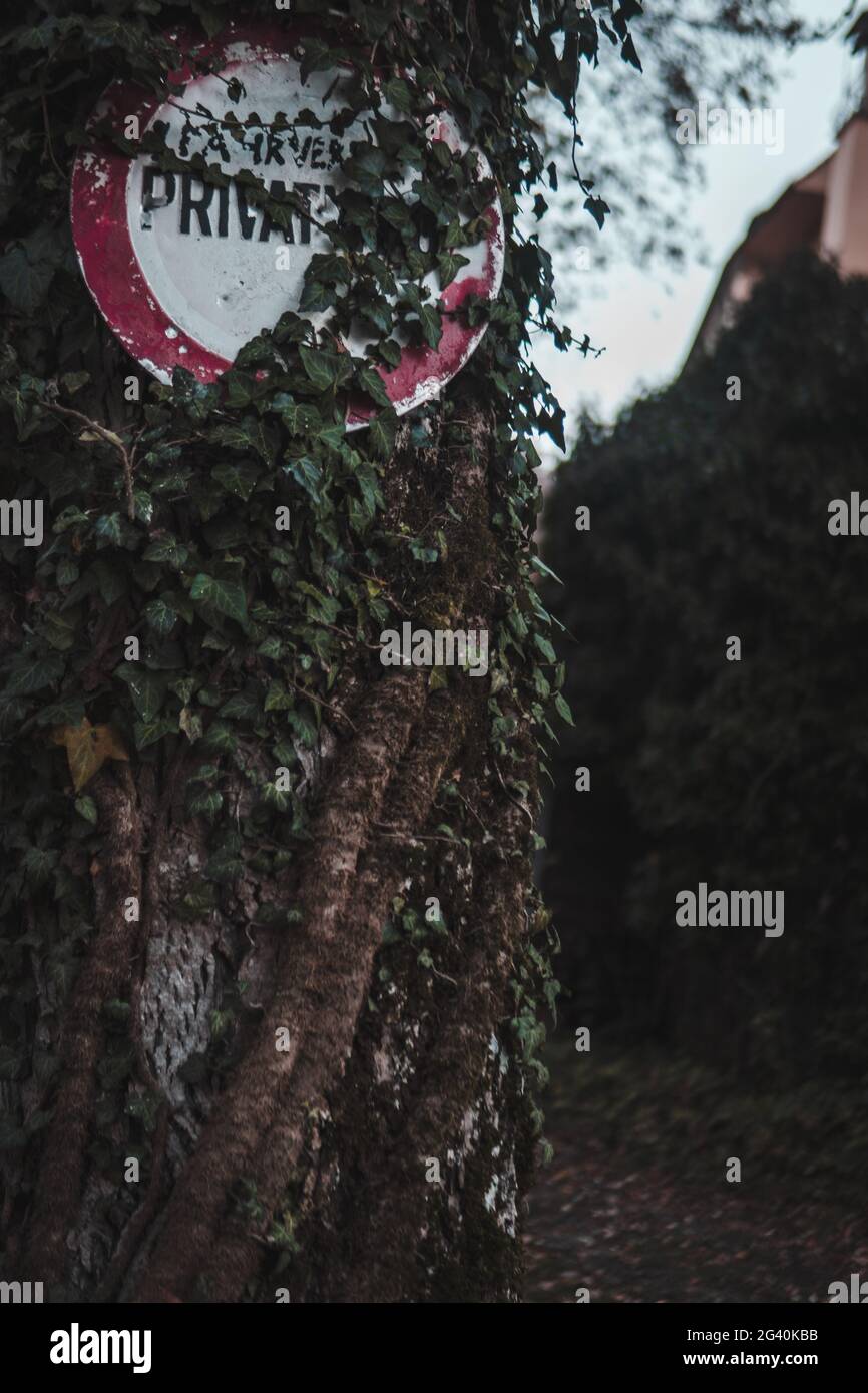 Vertical shot of an old sign on a tree overgrown with greenery Stock ...