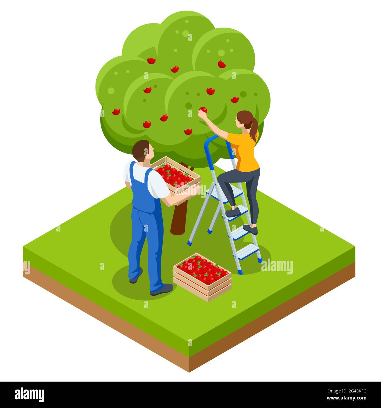 Isometric apple orchard, ripe fruits hanging on branch. Assembling the harvest of apples. Orange products. Organic Fresh Products, Premium Quality Stock Vector