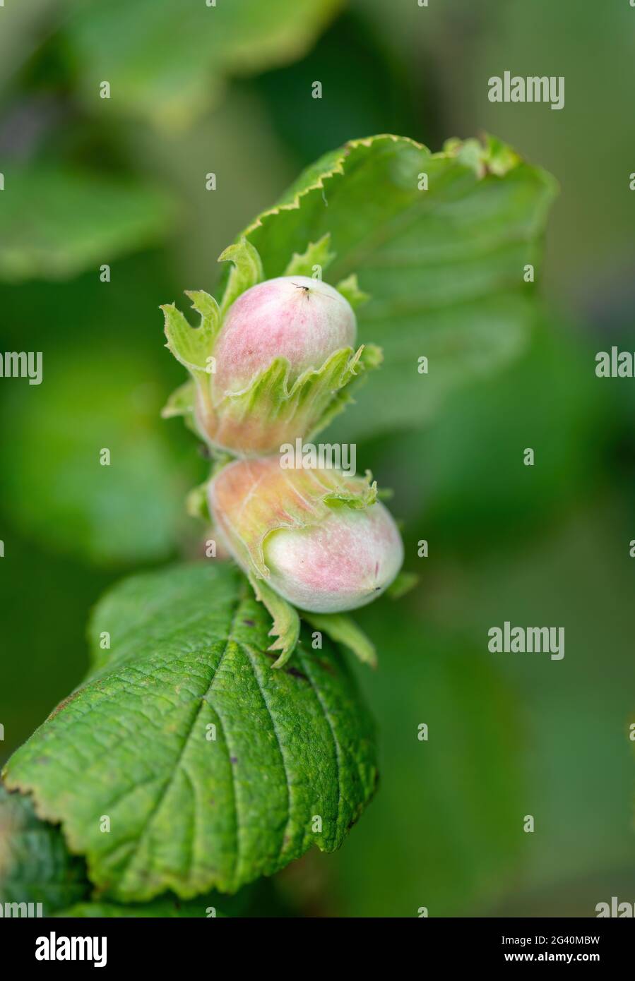 Green unripe hazelnuts on the tree Stock Photo