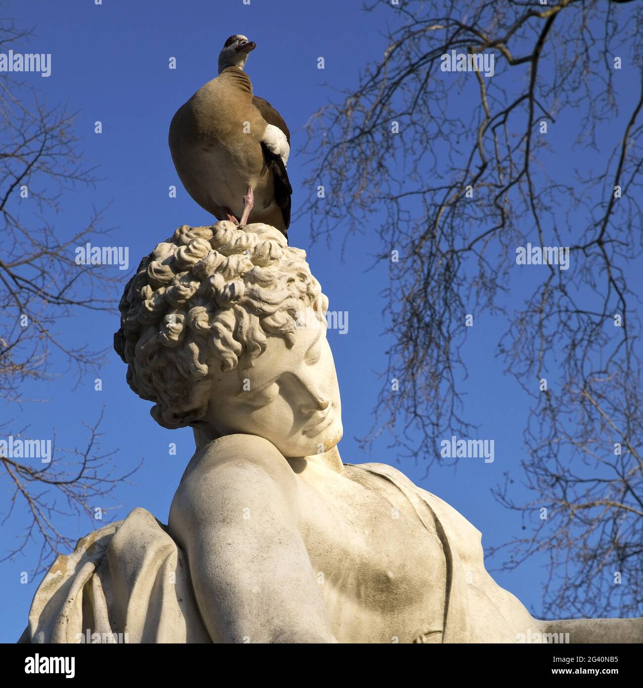 Egyptian goose (Alopochen aegyptiaca) on the war memorial by Karl Hilgers, Duesseldorf, Germany Stock Photo