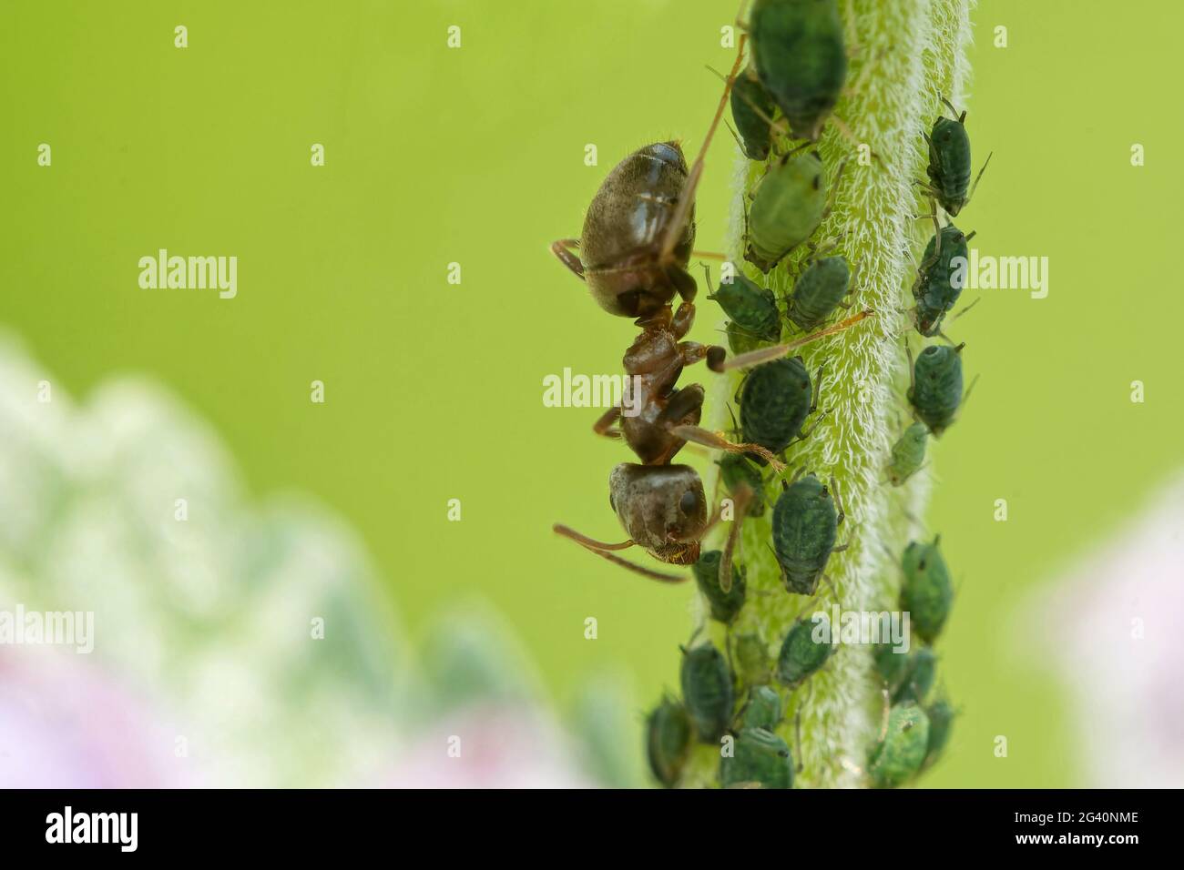 Ant milking aphid Stock Photo
