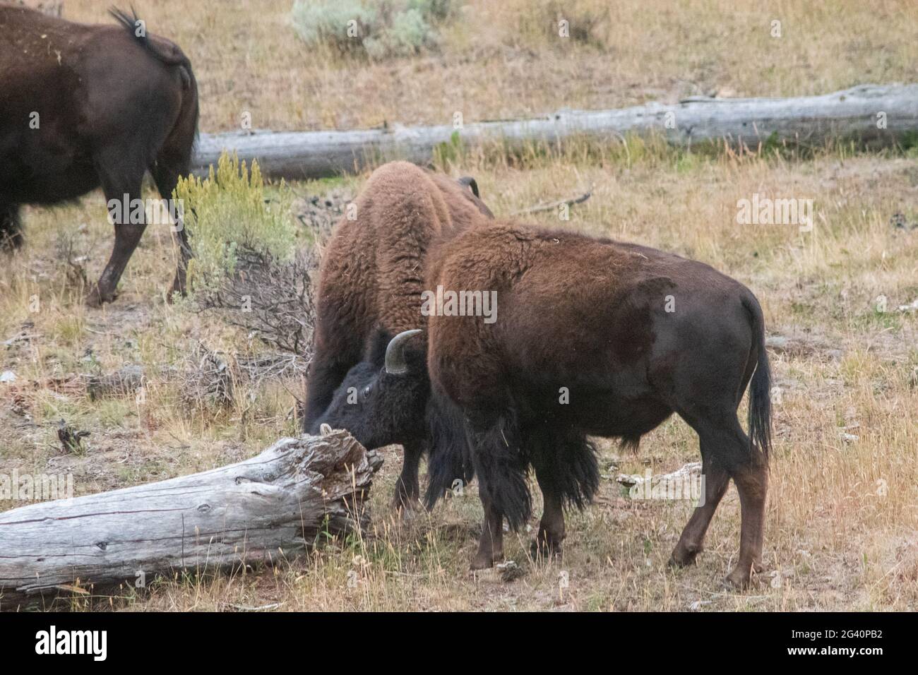 Fight bison in wild hi-res stock photography and images - Alamy
