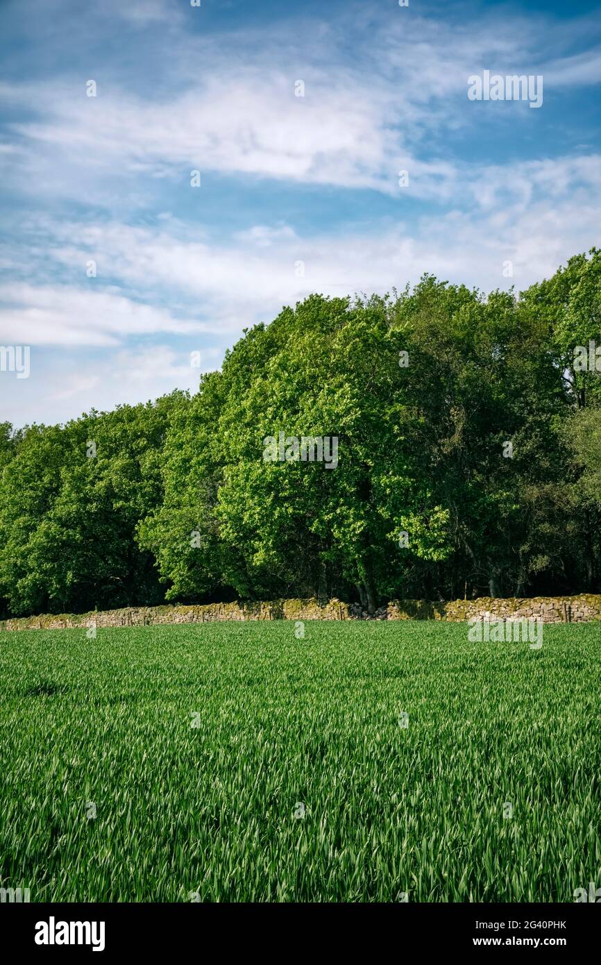 Green farm field and trees in summer. Stock Photo