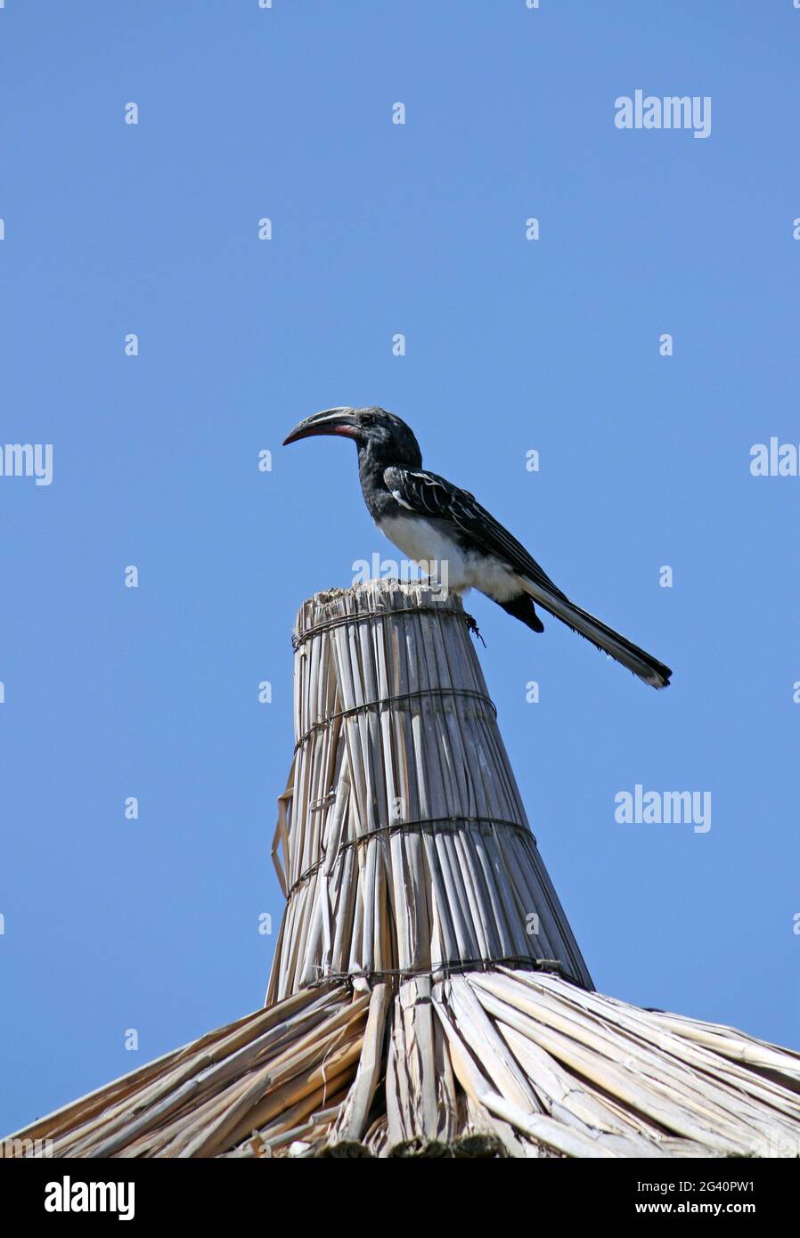 Ethiopia; Southern Nations Region; Hawassa Lake at Hawassa; black hornbill on a rooftop; belongs to the genus of tokos Stock Photo