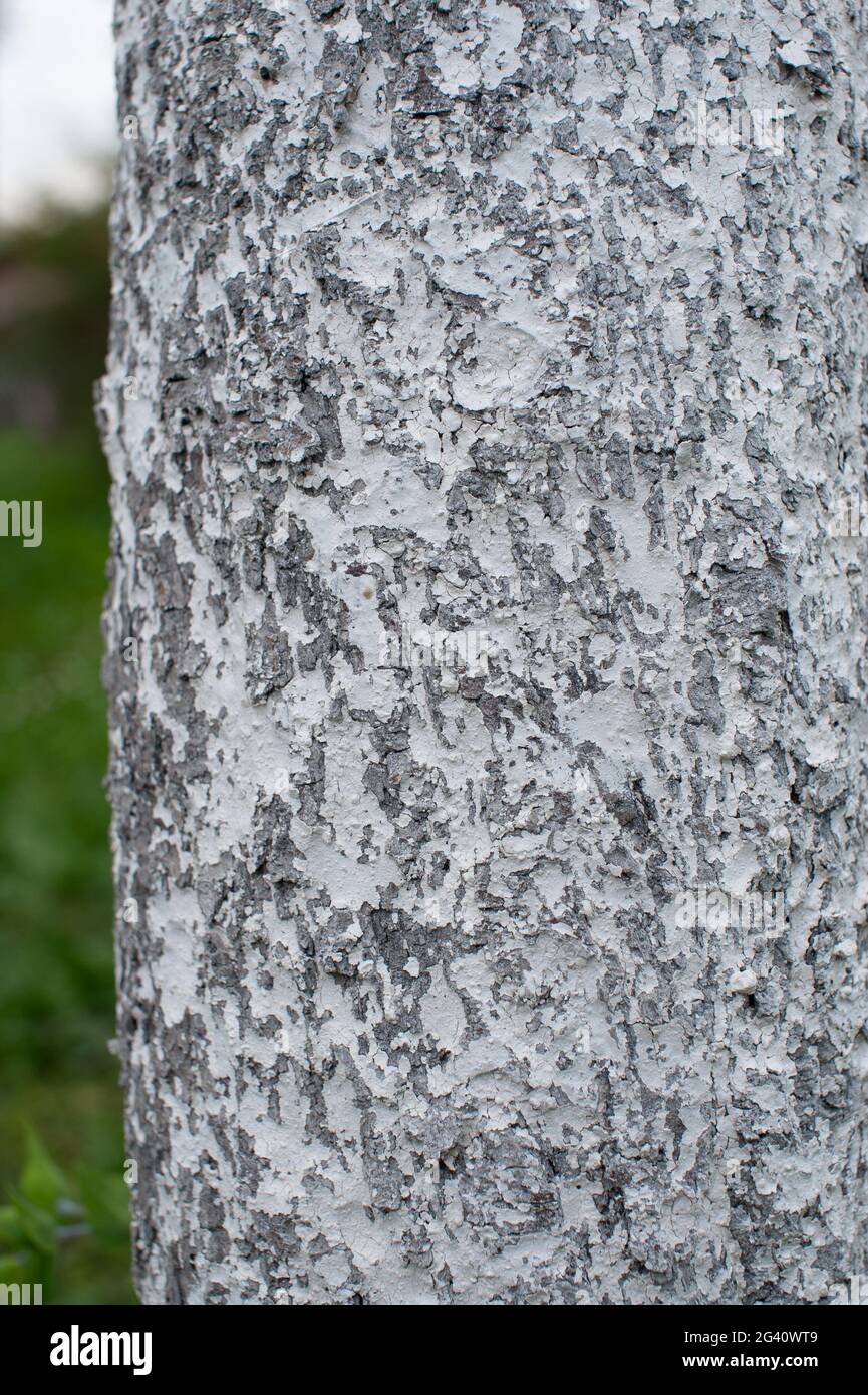 White lime-painted tree bark to protect against pests. Stock Photo