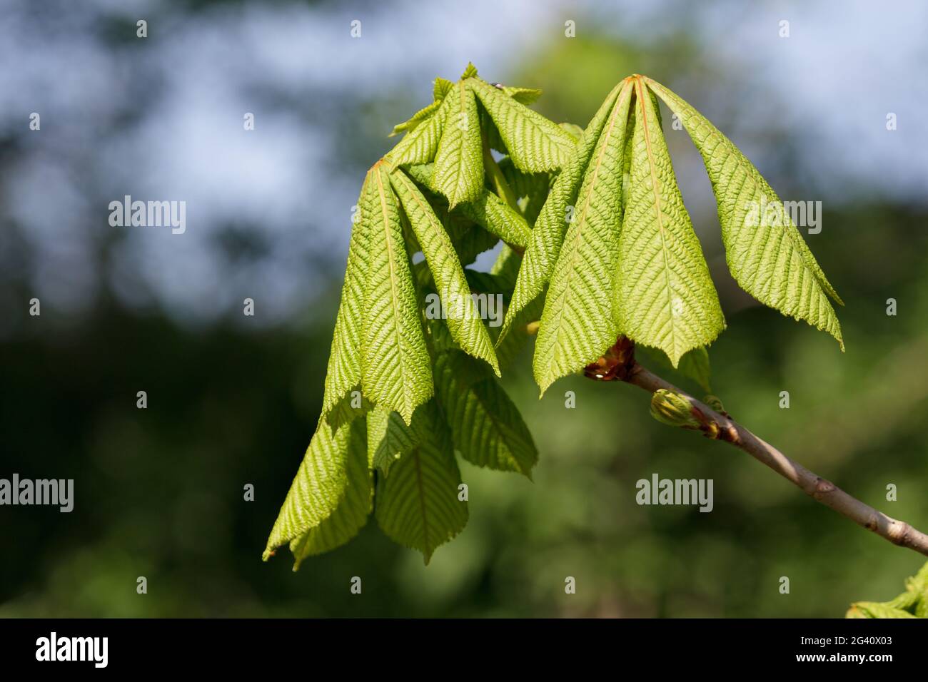 Horse Chestnut tree bursting with new growth Stock Photo Alamy