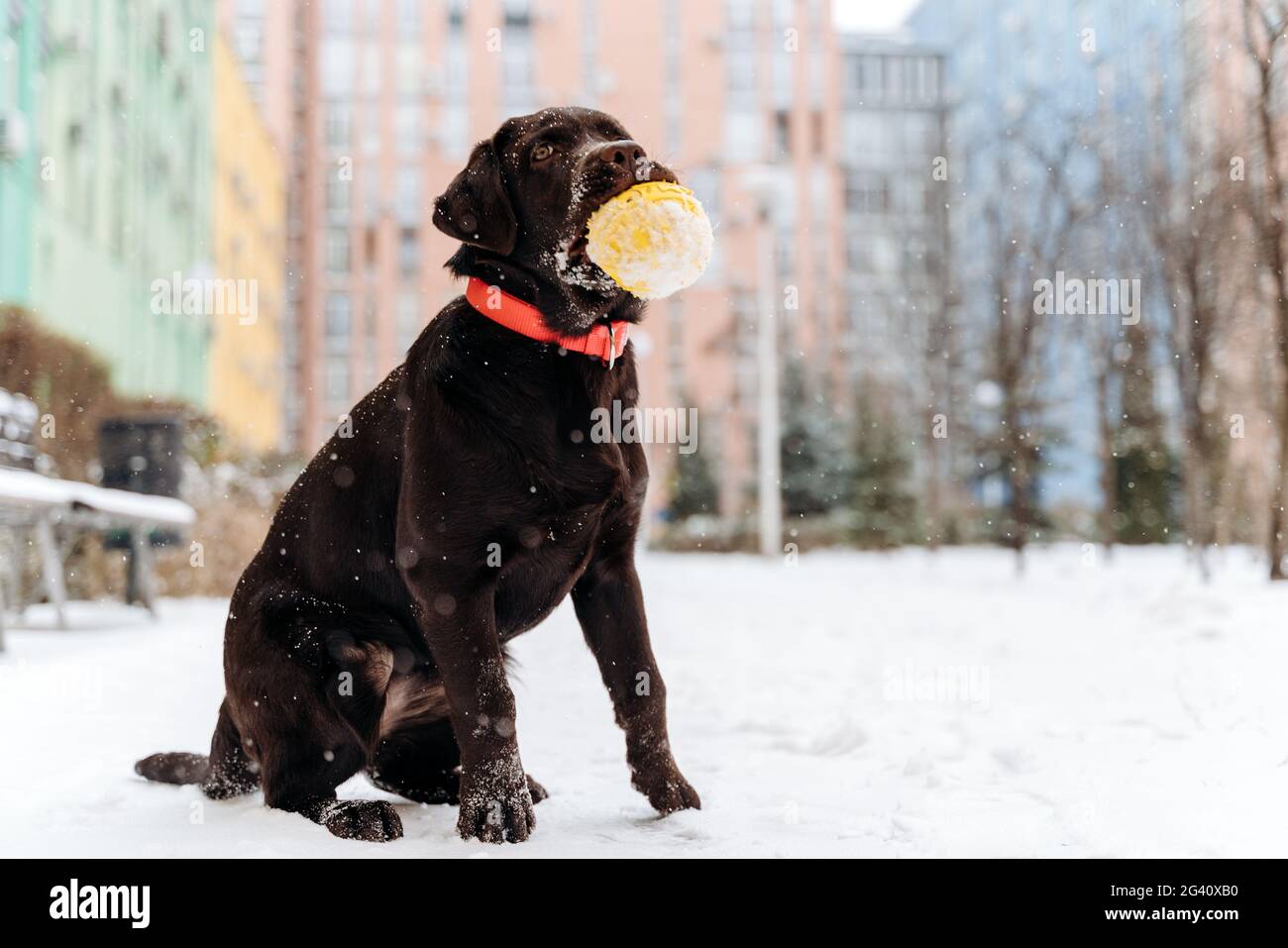Brown Labrador Puppy dog holding yellow ball in winter outdoors. Stock Photo