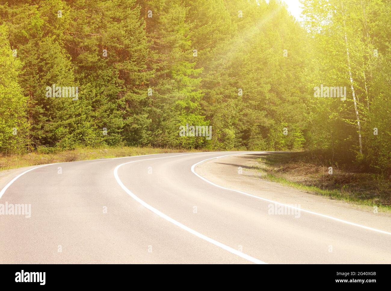 asphalt road in pine forest under sunlight, toned Stock Photo - Alamy