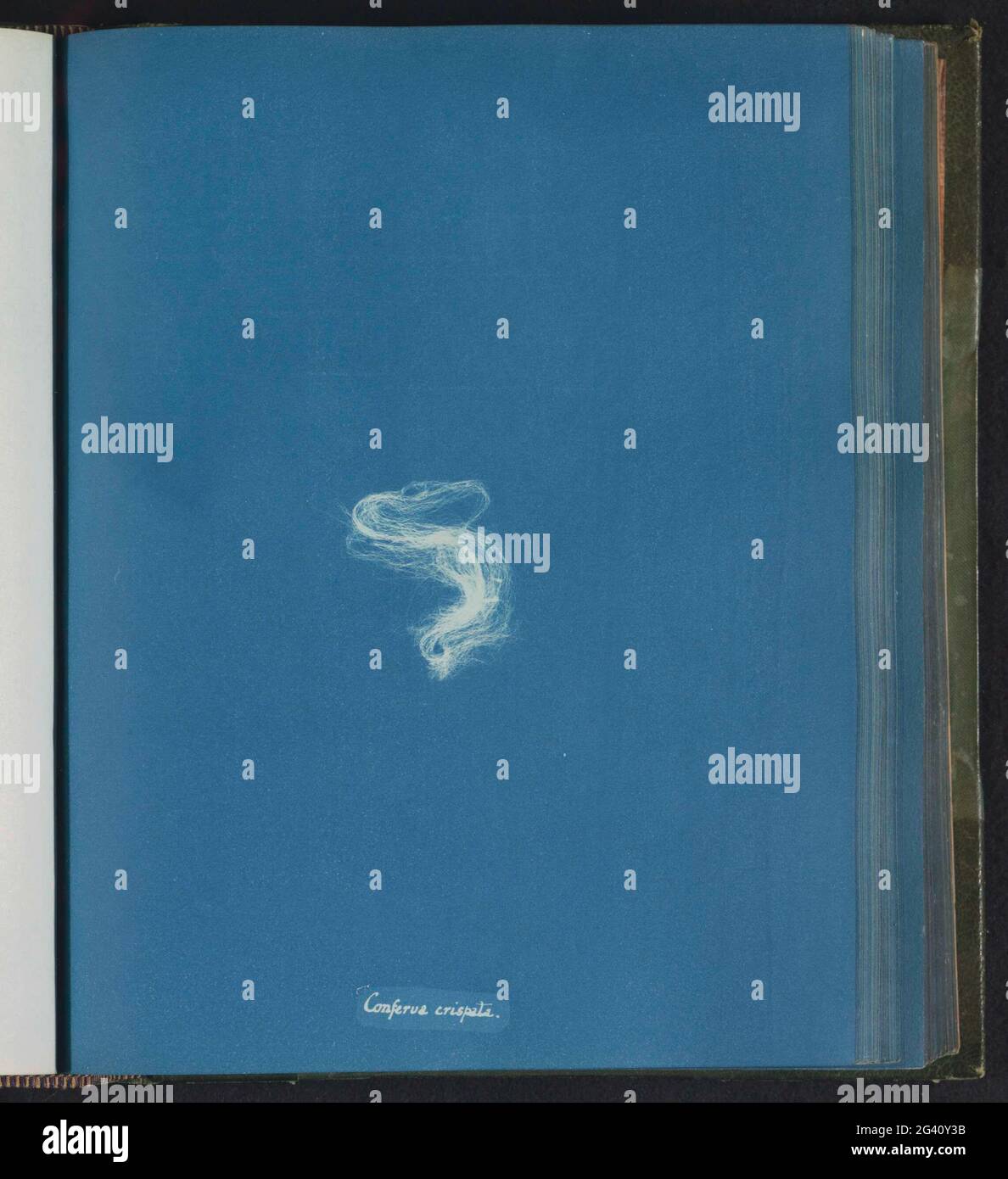 Conferva crispata hi-res stock photography and images - Alamy