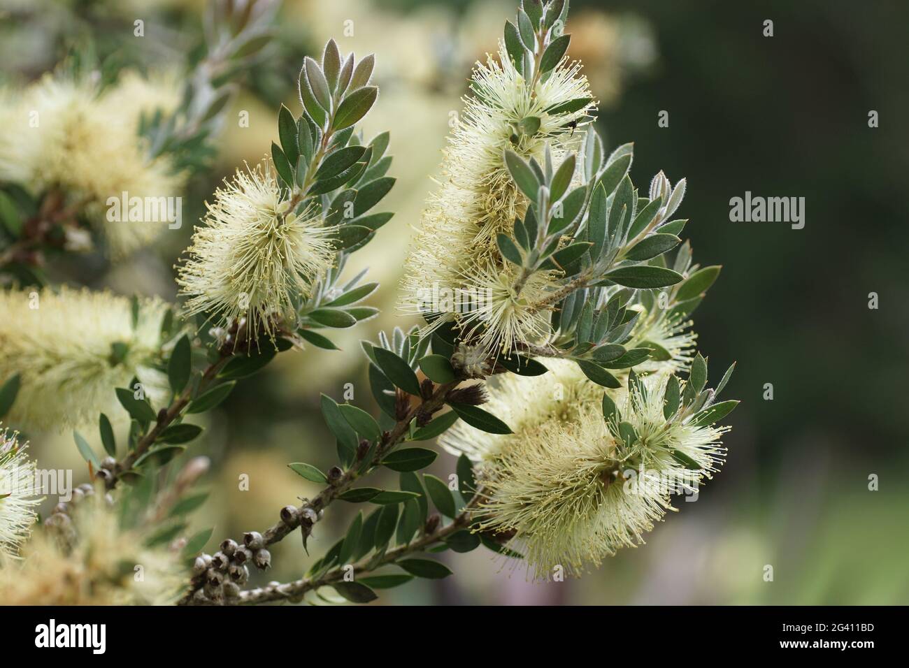 Melaleuca pallida Stock Photo