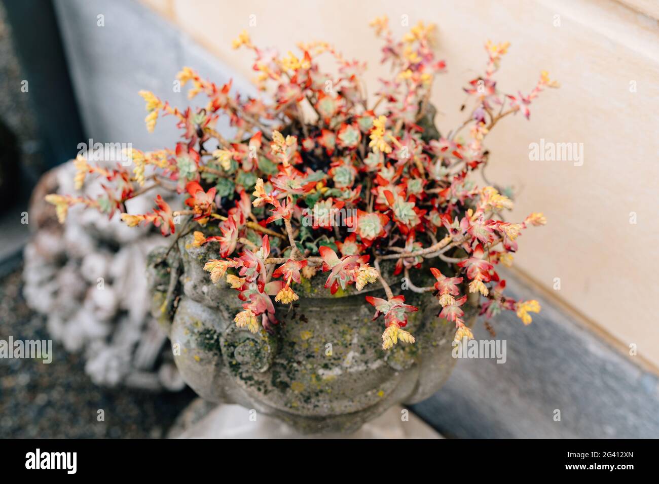 Sedum compressum in an antique stone flowerpot. Sedum palmeri has yellow flowers. Stock Photo