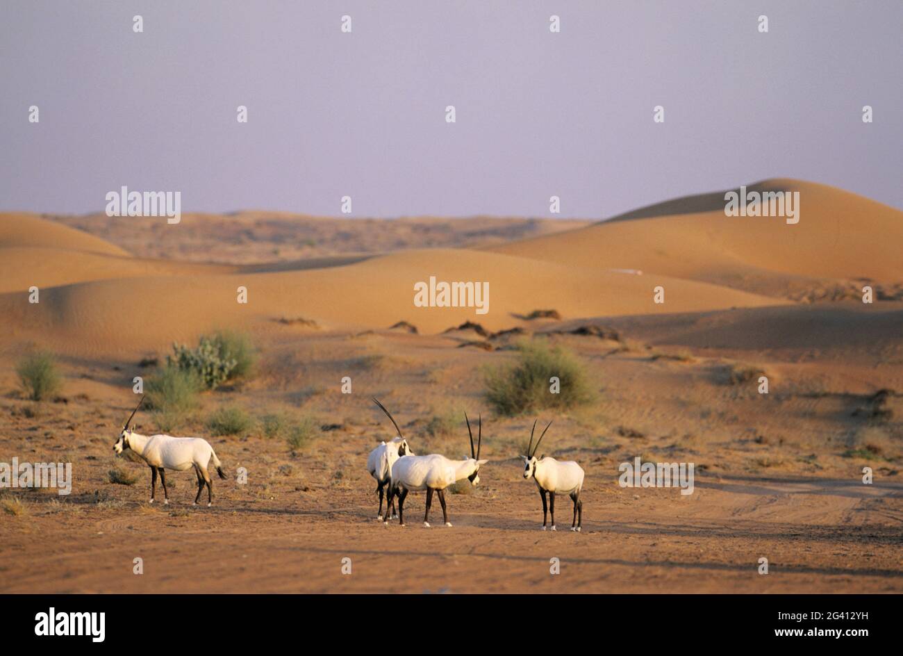 DUBAI (UNITED ARAB EMIRATES) AL MAHA HOTEL, LUXURY CAMP IN THE DESERT. ANIMALS REINTRODUCTION (ORYX) Stock Photo