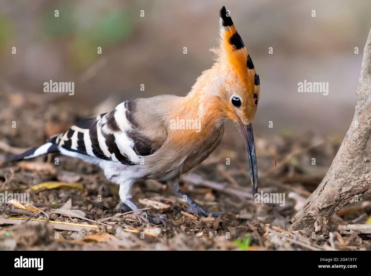 Hoopoe bird hires stock photography and images Alamy
