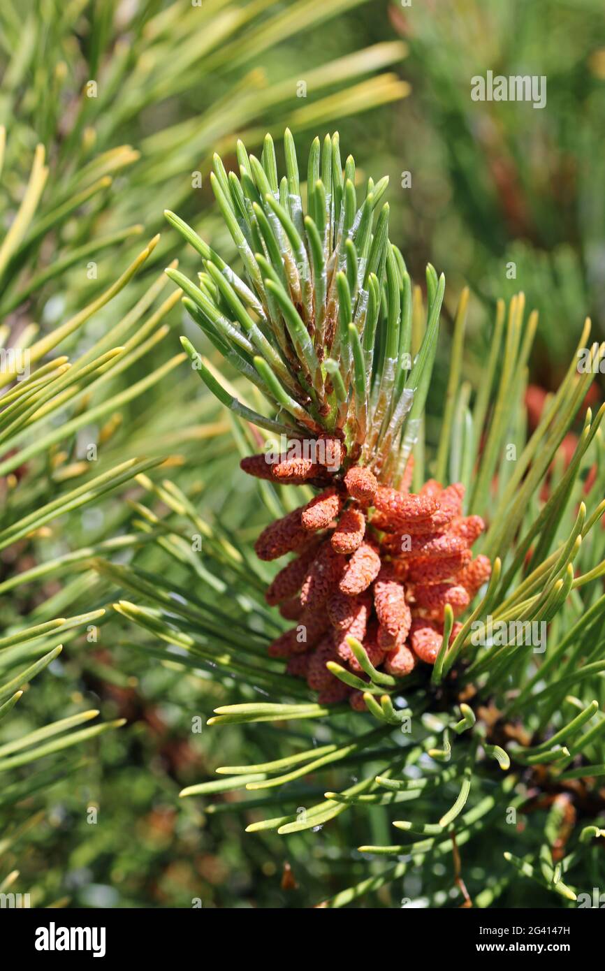 Dwarf mountain pine, Pinus mugo, variety Carstens Wintergold with male pollen producing strobili and new shoots in spring with a background of blurred Stock Photo