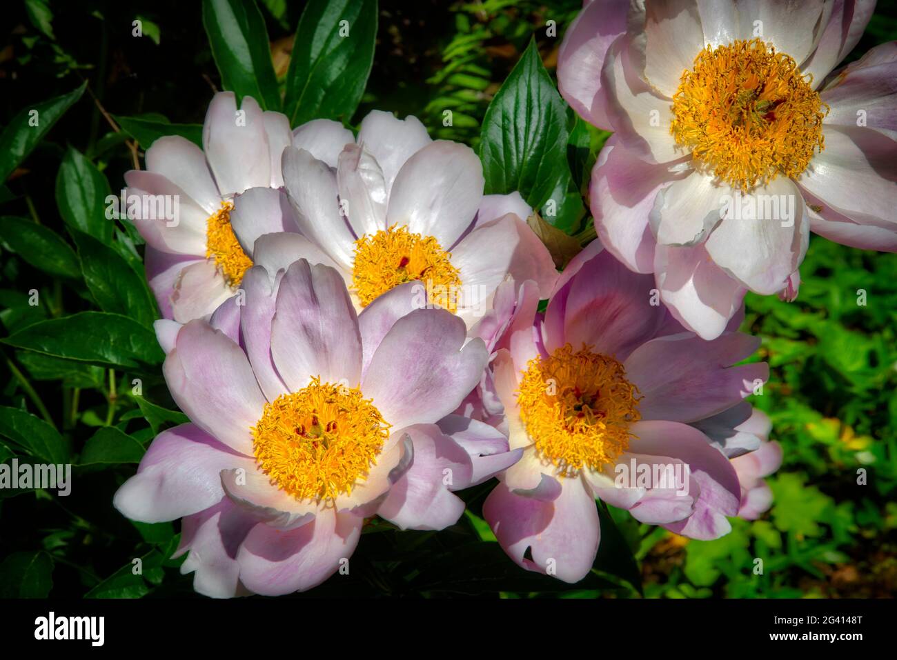 FLORA: Flowering Garden Peonies (paeonia officinalis) Stock Photo