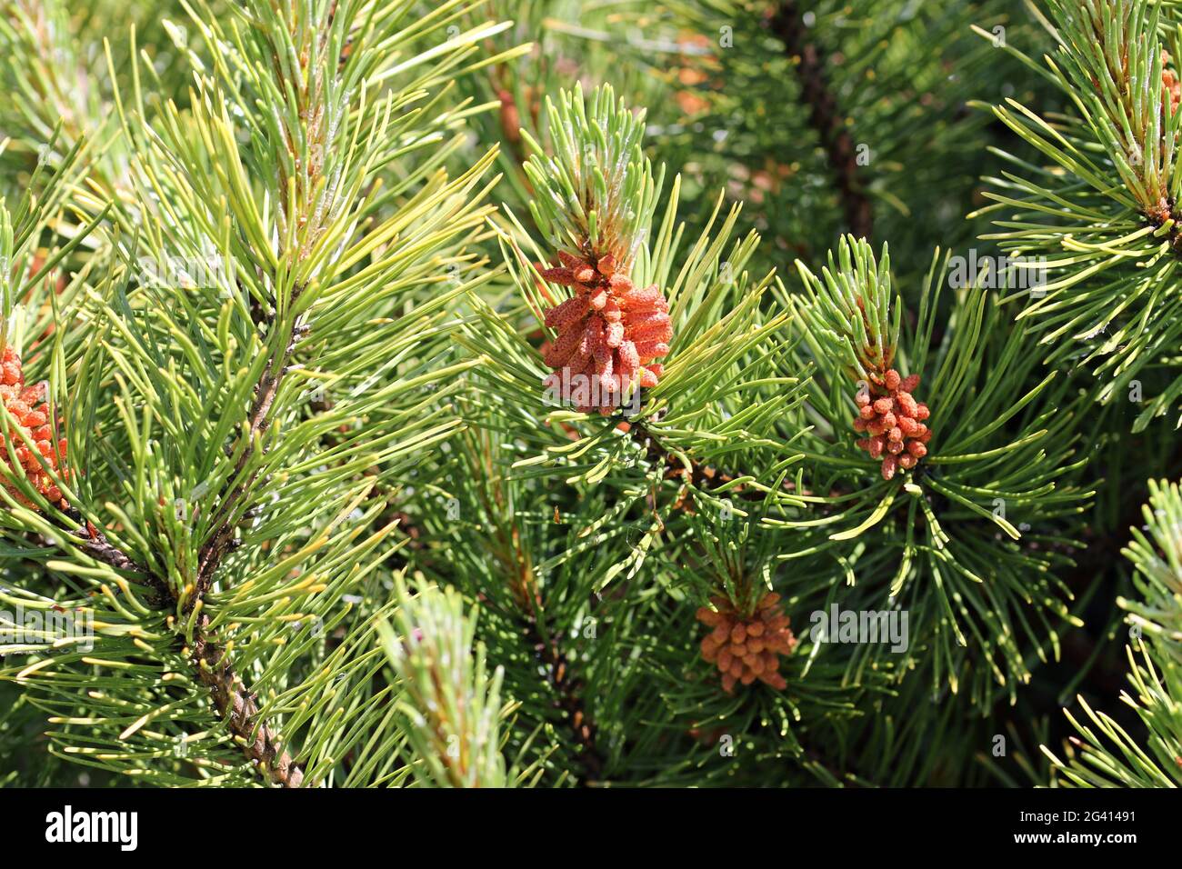 Dwarf mountain pine, Pinus mugo, variety Carstens Wintergold with male pollen producing strobili and new shoots in spring with a background of blurred Stock Photo