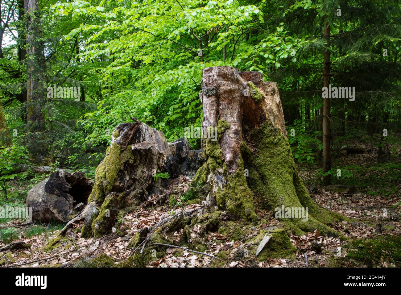 Mosses on tree trunk, near Rohrbrunn, Räuberland, Spessart-Mainland, Franconia, Bavaria, Germany Stock Photo